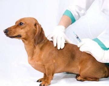 Ветеринарная терапия-3